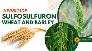 Sulfosulfuron Herbicide Guide Effective Weed Control for Wheat and Barley [upl. by Missy]