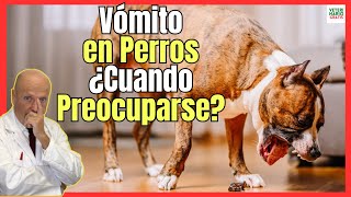 🔴 VÓMITOS EN PERROS ¿CUANDO PREOCUPARSE 🔴 [upl. by Meeharb]