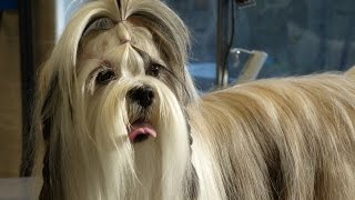 Toilettage  Lhassa Apso [upl. by Elbart]