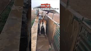 गायों को क्यों नहलाया जाता है  dairy farming cows [upl. by Llarret595]