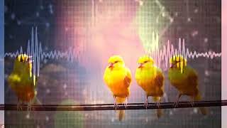 Female Canary calling for training male to sing [upl. by Celestina]