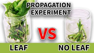 Leafless Nodes VS Nodes With Leaves Propagation  LONG TERM RESULTS [upl. by Eiznikam]