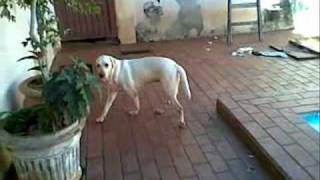 Safira Labrador Sindrome Vestibular0001 Zhenvetwmv [upl. by Leonhard]