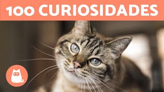 100 CURIOSIDADES sobre los GATOS que te sorprenderán 🐱🐾 [upl. by Charbonneau]