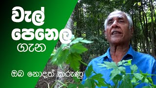 වැල් පෙනෙල ගැන ඔබ නොදන් දේ health benefits of welpenela [upl. by Otilegna]