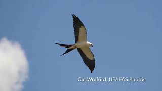 Story Map Natural Area  Swallowtailed Kites [upl. by Aehc]