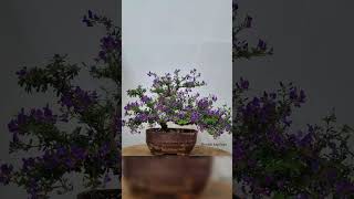 മനം കവരും ഈ ചെറു പൂമരം  Bonsai making plants  Desmodium  Viyatnamees blue braya desmodium [upl. by Isiahi]