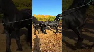 What are these 3 beautiful black horses doing guy 2 [upl. by Verity]