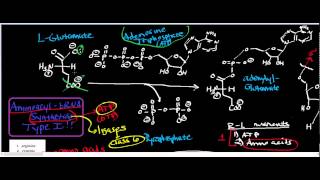 Aminoacyl tRNA Synthetase Class I Physiology Biochemistry and Mechanism [upl. by Edualc]