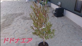 【ドドナエア】 植え替え時期は秋頃が良いとの事なので、地球に優しい植木鉢ルーツポーチに植え替えました。 [upl. by Felipa]