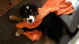 Berner Hundebaby erstes Bad  Video Tagebuch Teil 4 [upl. by Caitlin767]