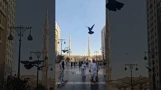 Nabawi Mosque 🤎 [upl. by Prakash674]