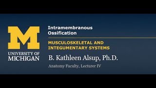 Skeletal System Intramembranous Ossification [upl. by Bryn686]