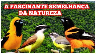 A Fascinante Semelhança da Natureza Aves Diferentes com Cores Iguais [upl. by Lulita]