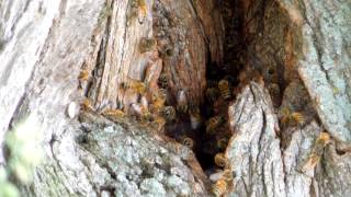 Feral bees Apis mellifera MD 52512 httpwwwgeochembiocombiologyorganismshoneybee [upl. by Ytteb343]