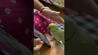 Cute 😍❤️ parrot parrots ringneckparrot birds talkingparrot nature trending bolnewalaparrot [upl. by Ydnim]