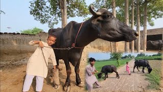 Buffalo race  Buffalo race video  Chacha Bhatija vlog [upl. by Barthol]