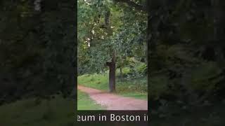 Arnold arboretum Evening Stroll bostonusa [upl. by Burnie]