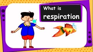 Science  What is Respiration  English [upl. by Clardy]