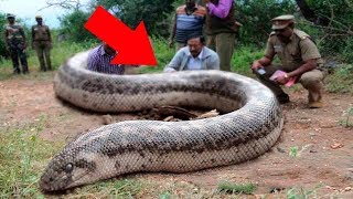 10 Most Dangerous Snakes In The World [upl. by Nibuz284]