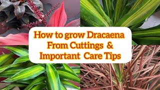 How to grow dracaena plant from cutting with care tipsड्रेसीना को कटिंग से कैसे लगाएंcaretips [upl. by Letsirc]