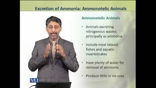 Excretion of Ammonia Ammonotelic Animals  Animal Physiology amp Behavior Theory  ZOO502TTopic188 [upl. by Akila]