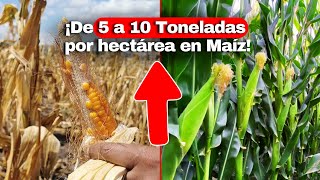 🌽 ¿Cómo pasar de 5 a 10 Toneladas por hectárea en Maíz [upl. by Isis626]