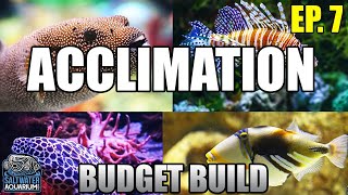 ACCLIMATING Your New Fish  Float vs Drip Acclimation Beginner Saltwater Budget Aquarium [upl. by Blackington]