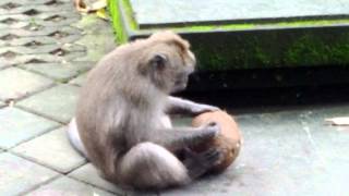 An Ubud Monkey Cracking A Coconut Shell [upl. by Bajaj]