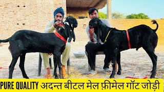 ओरिजनल क्वालिटी के बीटल नस्ल के बकरे बकरियाँ और अदन्त बच्चे Pure Quality Beetal Breed Goats [upl. by Peonir76]