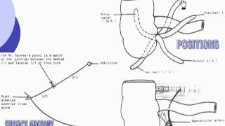 33 Vermiform appendix Abdomen [upl. by Shirberg475]