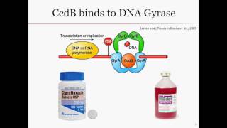 CcdACcdB ToxinAntitoxin System [upl. by Oicatsana479]