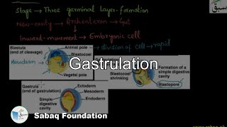 Gastrulation Biology Lecture  Sabaqpk [upl. by Rehc]