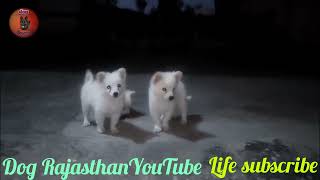 🐕‍🦺Pomeranian dog price difference in India YouTube viral long video [upl. by Ecirtnahc]