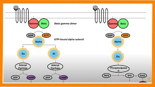 Signal Transduction Pathways GProtein Receptor Tyrosine Kinase cGMP [upl. by Rennerb]