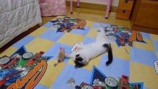 04 Cerebellar Palsy cat named MIRAE 뇌성마비 고양이 미래 [upl. by Godderd132]