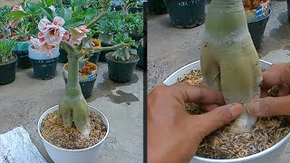 How to Overcome Shrinking and Soft Stems  Caudex of Adenium Plants Desert Rose Bonsai [upl. by Newberry]