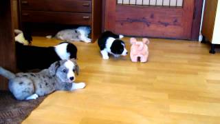 Welsh Corgi Cardigan 6 weeks old puppies  herding pig IImov [upl. by Ahseinaj]