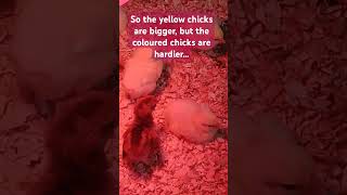 our chickabees are socialising a bit magaliesfarm chickens pasturedpoultry [upl. by Eardna173]