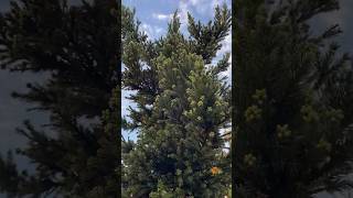 Cryptomeria japonica Black Dragon pruning [upl. by Lilak]