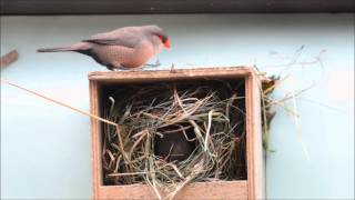 WellenastrildVideo Vögel in Volieren [upl. by Aryas96]