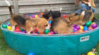 Throwing Treats in a Beagle Ball Pit  Funny beagles Playing [upl. by Anniram730]