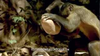 Brown Capuchin monkey uses a tool  One Life  BBC [upl. by Mharg218]