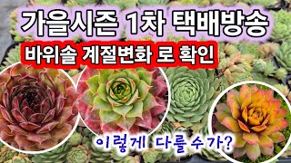 바위솔 판매 가을1차 판매 계절변화 보세요 아래👇더보기눌러보세요 [upl. by Berneta669]