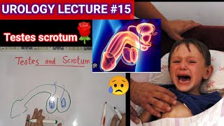 Urology surgery lecture 15 testes and scrotums undecended testis ectopic testis [upl. by Itida]