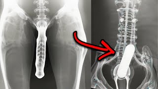 15 Strangest Things Discovered By XRays [upl. by Nisior]