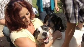 Lost dog reunited with owners after 3 years [upl. by Stretch]