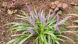 Plant Spotlight Liriope Muscari A tough and versatile perennial [upl. by Ynolem568]