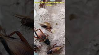 Cricket Chirping Close Up Cricket Sounds phucsanimalhouse crickets insect [upl. by Rutan]