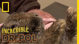 Toothless Fairy  The Incredible Dr Pol [upl. by Breanne762]